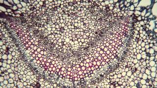 Plant leaf cross section
