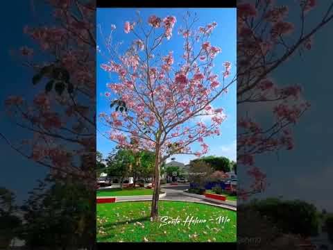 praça José Sarney Santa Helena MA.