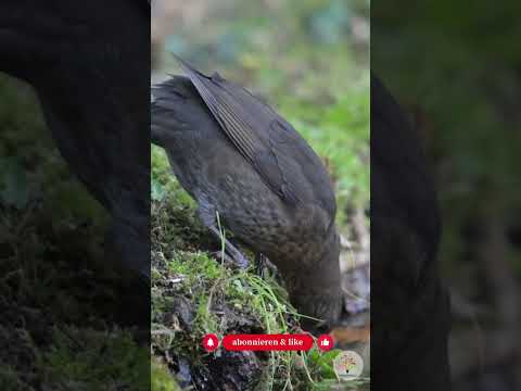 Amseln helfen: 3 Dinge, die sie jetzt wirklich brauchen - Gartenexpedition #naturgarten #shorts