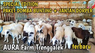 Download lagu PAKET BREEDING BUNTING, DOMBA DORPER F1, dll‼️MULAI 8 Juta RUPIAH mp3