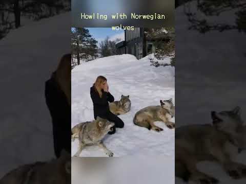 Howling with Norwegian wolves