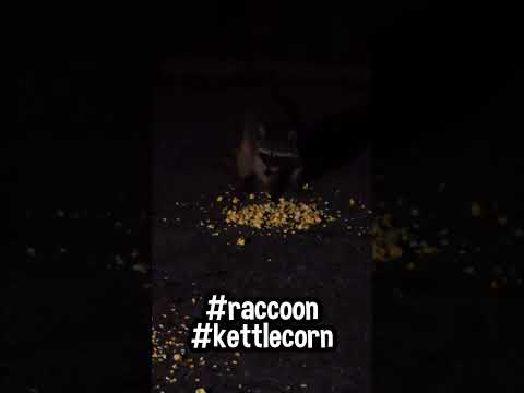 Raccoon Munching Kettle Corn