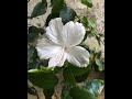 நறுமுகையே Narumugaye 7 Stages Of A Flower