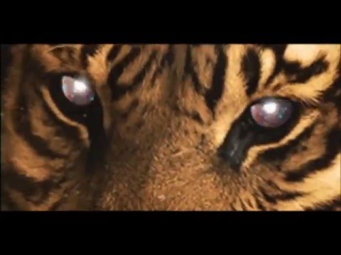 Josue Reyes & Iamunpossible X Sunday Noise - Hard Sound  (Official Video)