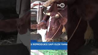 Download lagu CATTLE REPRODUCTION TECHNOLOGY BY YAMAGUCHI UNIVERSITY AND UGM mp3 Download lagu CATTLE REPRODUCTION TECHNOLOGY BY YAMAGUCHI UNIVERSITY AND UGM mp3
