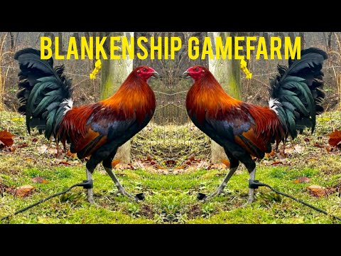 BLANKENSHIP FARM - beautiful bird