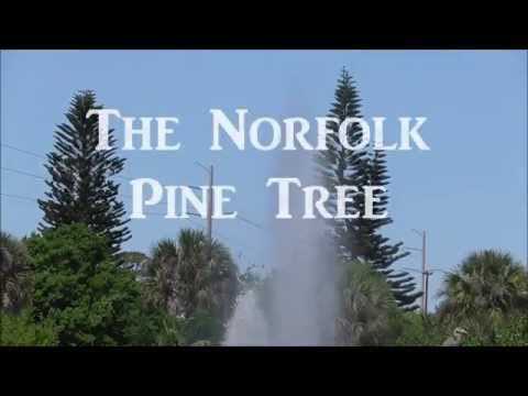 The Norfolk Pine - An Incredible Specimen Tree For Tropical Climates