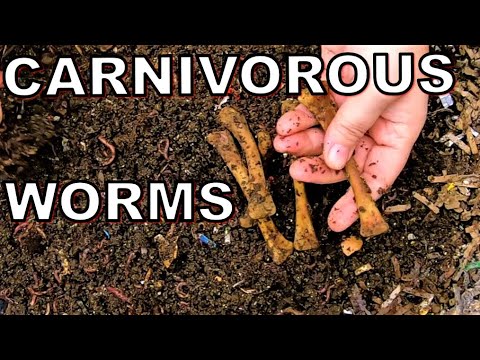 Don't listen to Myths- My Compost Worms are EATING Meat