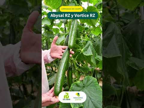 Jornada de Campo Abysal RZ y Vortice RZ - Rijk Zwaan