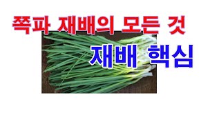 쪽파 재배의 모든 것. 핵심만 안내드립니다.(쪽파 재배, 쪽파 심기, 쪽파 재배 특성, 쪽파 종구, 쪽파 병…