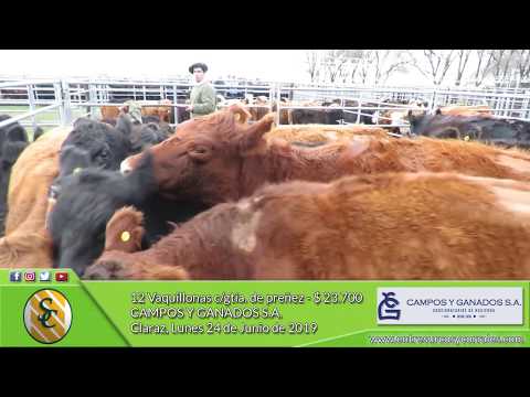 24-06-19 - Venta de Vientres - Campos y Ganados S.A. - Claráz