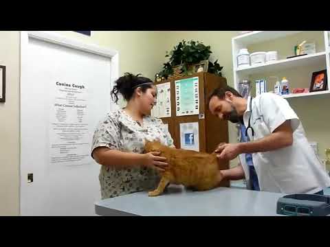 How to deal a cat 🐈 at clinics