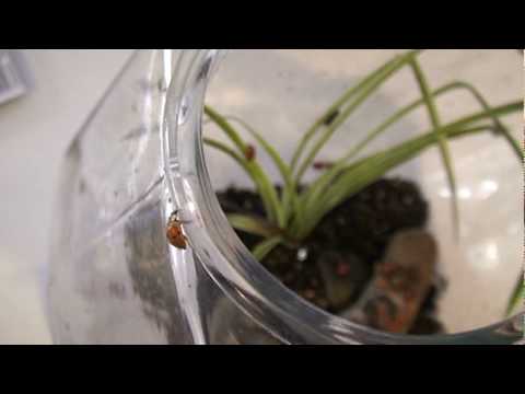 download lagu mp3 mp4 Ladybugs In Winter In House, download lagu Ladybugs In Winter In House gratis, unduh video klip Ladybugs In Winter In House