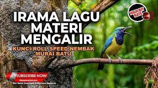 Download lagu 🔴 Masteran Irama Lagu Terbaik Materi Mengalir Kemewahan Cucak Cungkok Super Gacor Untuk Murai Batu mp3