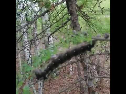 Лес под Якутском кишит огромными гусеницами