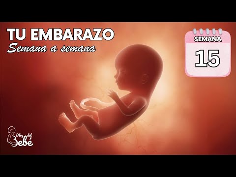 ❤️ Week 15 of Pregnancy 🤰 Symptoms, Tips, and Baby Development | Pregnancy Week by Week