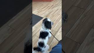 Video preview image #1 Bernese Mountain Dog-Unknown Mix Puppy For Sale in Valrico, FL, USA