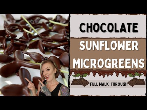 CHOCOLATE Dipped SUNFLOWER MICROGREENS!?!?