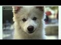 Master The Bokeh Effect On The IPhone 7 Plus How To