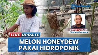 Kegagalan Tak Patahkan Semangat Warga Pinggirsari Tulungagung Hingga Sukses Tanam Melon Honeydew