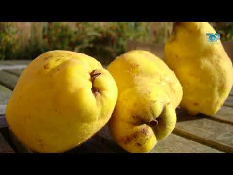 Ne Shtepine Tone, 23 Tetor 2017, Pjesa 1 - Ftoi