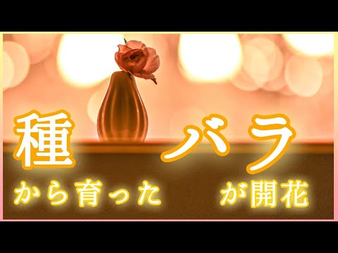 バラの茂みを植える 収集した種子は植物のさまざまな特性になります