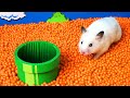 Hamster Escapes The Super Mario Maze In Real Life