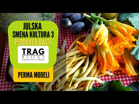 JULY SHIFT CULTURE 3 - JULY FRUITS IN THE GARDEN (2022) [TRACE OF THE PLANT]