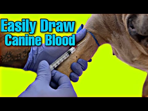 How to EASILY Draw Blood From Your Dog! Cephalic Vein Blood Collection