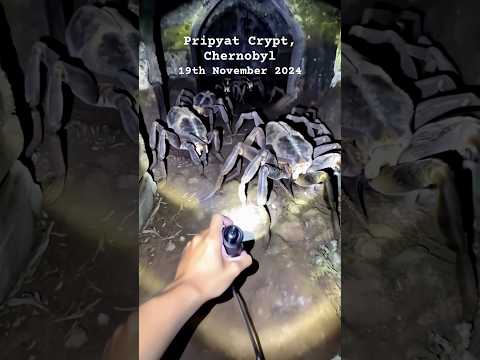 GIANT Spiders Lurking in Chernobyl's Darkest Crypts? #spider #creepy #chernobyl