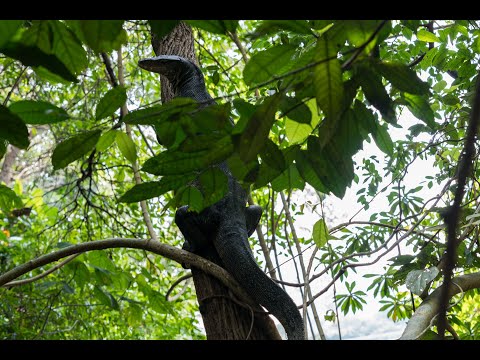 An enormous Asian Water Monitor Lizard emerges from the water and climbs a nearby tree
