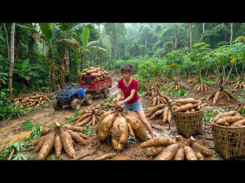 Harvesting 1000kg of Giant Cassava from the Forest, Transporting to the Market by Four-Wheel Vehicle