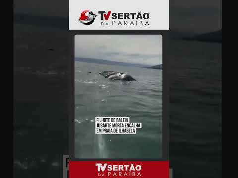 Filhote de baleia-jubarte é encontrado morto em canal entre São Sebastião e Ilhabela
