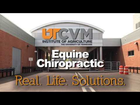 UTCVM EPRC  Equine Chiropractic Explained