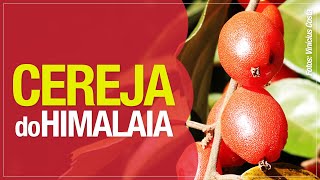 Miniatura do vídeo