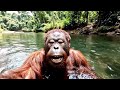 Orang Utan Mandi Di Sungai Bareng Cewe Bule