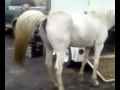 Horse Takes Dump At School