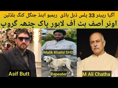 Pakistani Top Class Bully Breed Dog Name Repeator Owner Asif Butt Of Lhr Pak Chatha Group