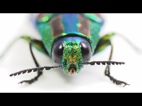 90mmマクロ深度合成でタマムシを撮る