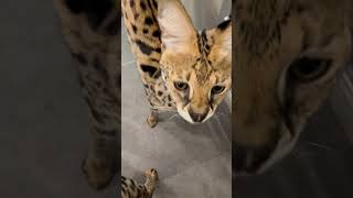 【おはようサーバルシリーズ⑬】