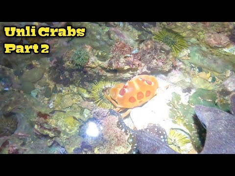 e257 - P2 Napa Karaming Crabs na nag sisilabasan ngayong Gabi  Catch and cook