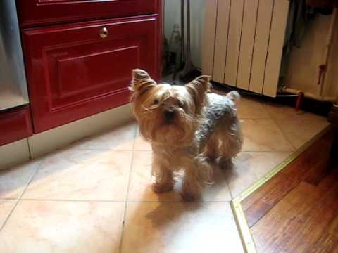 Hungry, talking dog Asti