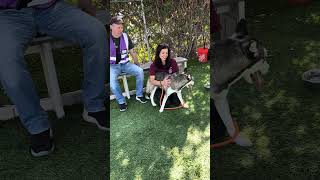 Video preview image #1 Siberian Husky Puppy For Sale in Pasadena, CA, USA