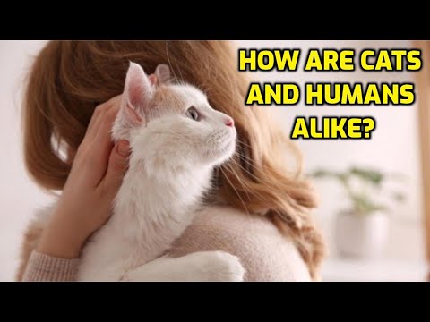 What Do Cats Have In Common With Humans?