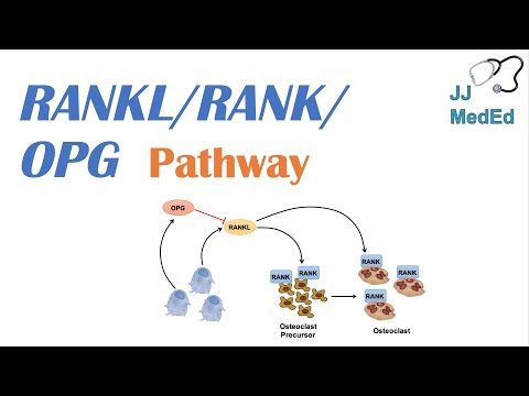 Einführung in RANKL | RANK | OPG-Signalweg