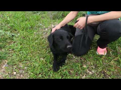 Vídeo de SABI