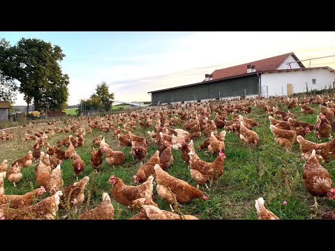 Cómo se crían miles de gallinas al aire libre para obtener huevos y carne | Gallineros móviles