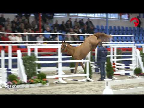 Carlson Blue b (Chacco Blue / Carthago / Quick Star)