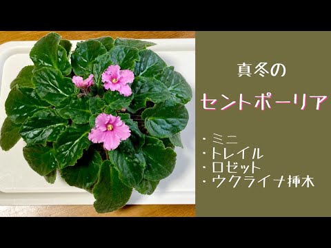 園芸 セントポーリアの葉から挿し木をする方法は?