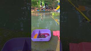 Download lagu Not Only Coolies, Catfish Also Love Grape Flavored Powder #catfishingcompetition #fishing #riverf... mp3